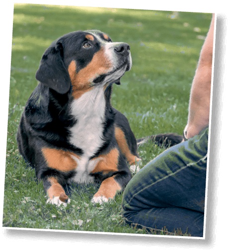 Иллюстрация к книге — Идеальная собака не выгуливает хозяина. Как воспитать собаку без вредных привычек [i_167.jpg]