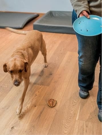 Иллюстрация к книге — Идеальная собака не выгуливает хозяина. Как воспитать собаку без вредных привычек [i_168.jpg]