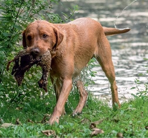 Иллюстрация к книге — Идеальная собака не выгуливает хозяина. Как воспитать собаку без вредных привычек [i_169.jpg]