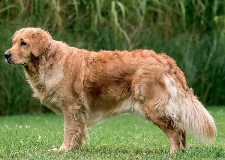 Иллюстрация к книге — Идеальная собака не выгуливает хозяина. Как воспитать собаку без вредных привычек [i_173.jpg]