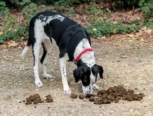 Иллюстрация к книге — Идеальная собака не выгуливает хозяина. Как воспитать собаку без вредных привычек [i_175.jpg]