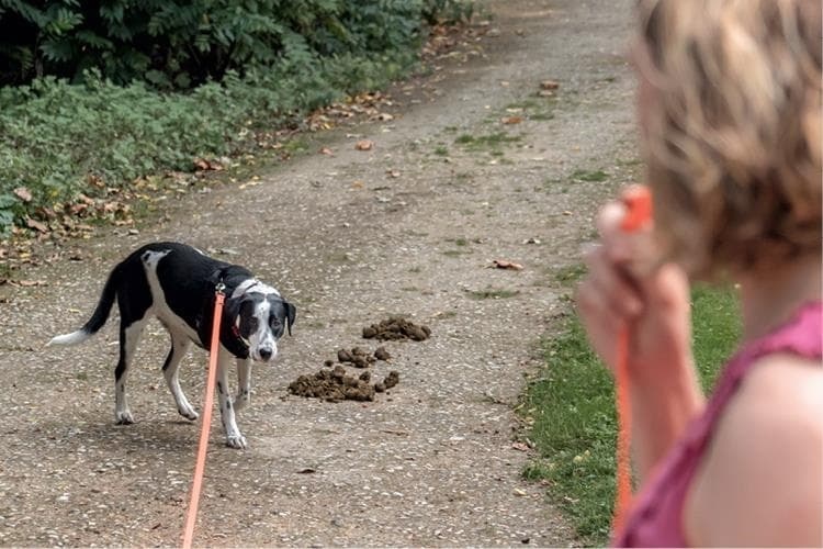 Иллюстрация к книге — Идеальная собака не выгуливает хозяина. Как воспитать собаку без вредных привычек [i_176.jpg]