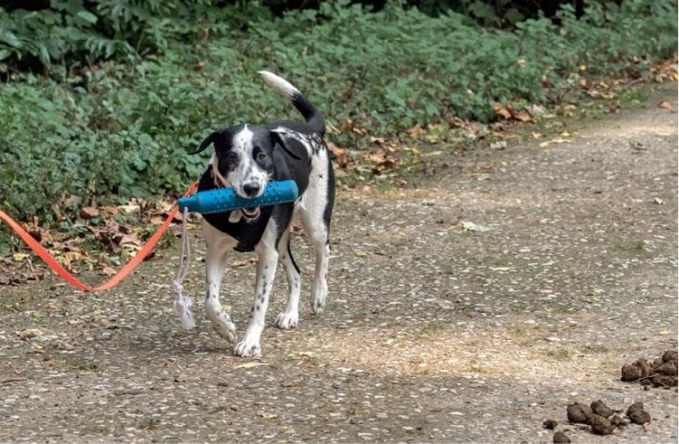 Иллюстрация к книге — Идеальная собака не выгуливает хозяина. Как воспитать собаку без вредных привычек [i_177.jpg]