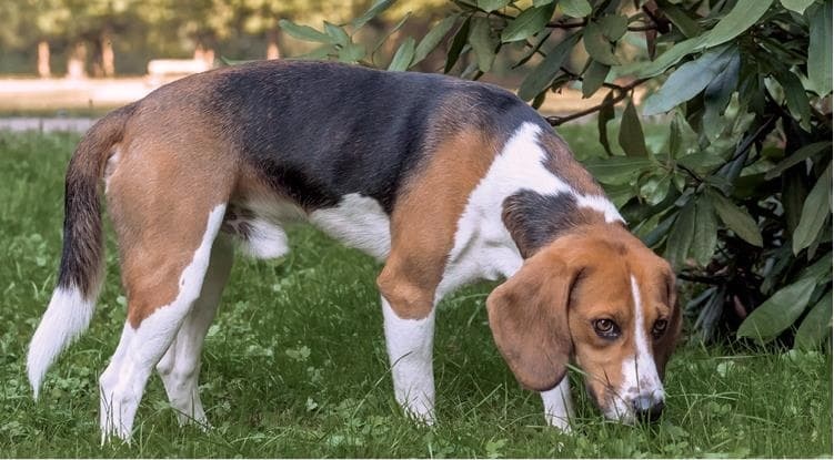 Иллюстрация к книге — Идеальная собака не выгуливает хозяина. Как воспитать собаку без вредных привычек [i_178.jpg]