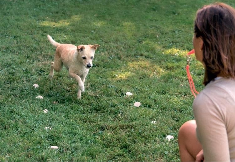 Иллюстрация к книге — Идеальная собака не выгуливает хозяина. Как воспитать собаку без вредных привычек [i_182.jpg]