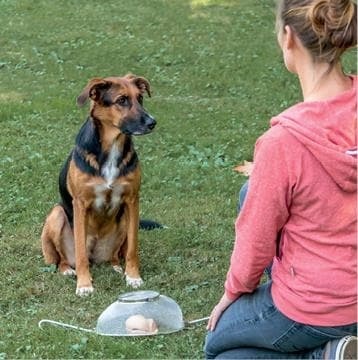 Иллюстрация к книге — Идеальная собака не выгуливает хозяина. Как воспитать собаку без вредных привычек [i_187.jpg]