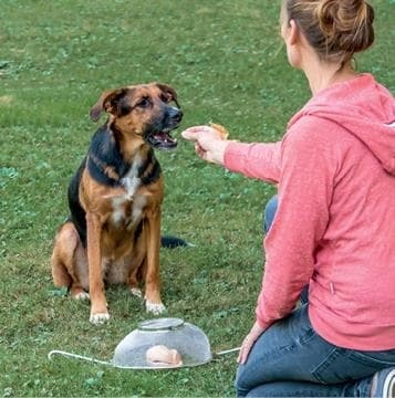 Иллюстрация к книге — Идеальная собака не выгуливает хозяина. Как воспитать собаку без вредных привычек [i_188.jpg]