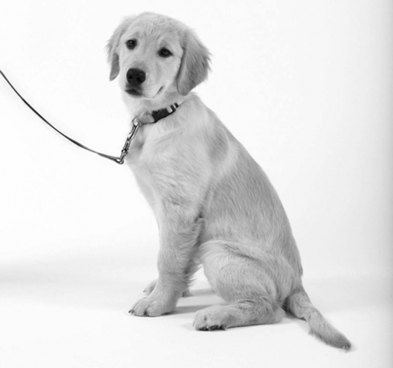 Иллюстрация к книге — Дрессировка без наказания. Пять недель, которые сделают вашу собаку лучшей в мире [i_002.jpg]