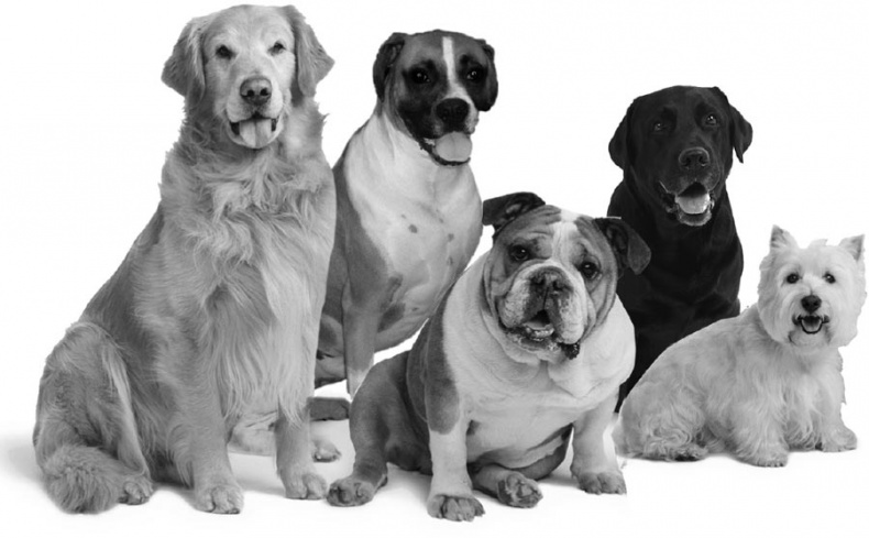 Иллюстрация к книге — Дрессировка без наказания. Пять недель, которые сделают вашу собаку лучшей в мире [i_007.jpg]