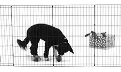 Иллюстрация к книге — Дрессировка без наказания. Пять недель, которые сделают вашу собаку лучшей в мире [i_015.jpg]