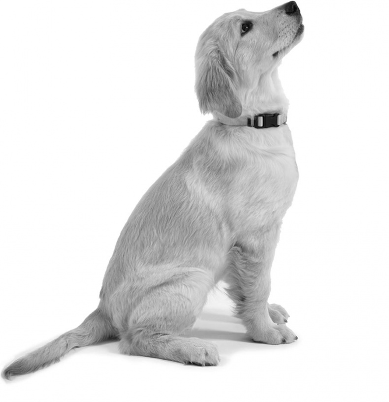 Иллюстрация к книге — Дрессировка без наказания. Пять недель, которые сделают вашу собаку лучшей в мире [i_022.jpg]