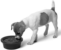 Иллюстрация к книге — Дрессировка без наказания. Пять недель, которые сделают вашу собаку лучшей в мире [i_026.jpg]