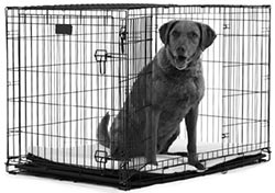 Иллюстрация к книге — Дрессировка без наказания. Пять недель, которые сделают вашу собаку лучшей в мире [i_027.jpg]