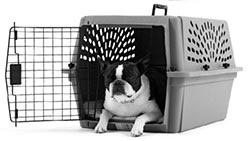 Иллюстрация к книге — Дрессировка без наказания. Пять недель, которые сделают вашу собаку лучшей в мире [i_029.jpg]