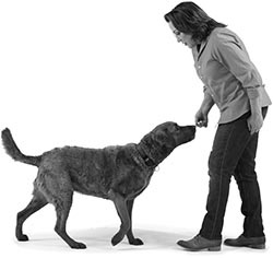 Иллюстрация к книге — Дрессировка без наказания. Пять недель, которые сделают вашу собаку лучшей в мире [i_034.jpg]