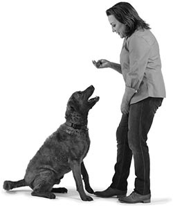 Иллюстрация к книге — Дрессировка без наказания. Пять недель, которые сделают вашу собаку лучшей в мире [i_035.jpg]