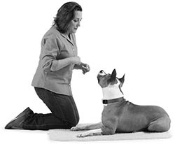 Иллюстрация к книге — Дрессировка без наказания. Пять недель, которые сделают вашу собаку лучшей в мире [i_038.jpg]