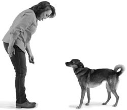 Иллюстрация к книге — Дрессировка без наказания. Пять недель, которые сделают вашу собаку лучшей в мире [i_039.jpg]