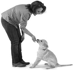 Иллюстрация к книге — Дрессировка без наказания. Пять недель, которые сделают вашу собаку лучшей в мире [i_041.jpg]