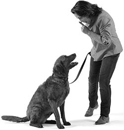 Иллюстрация к книге — Дрессировка без наказания. Пять недель, которые сделают вашу собаку лучшей в мире [i_044.jpg]