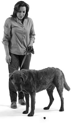 Иллюстрация к книге — Дрессировка без наказания. Пять недель, которые сделают вашу собаку лучшей в мире [i_048.jpg]