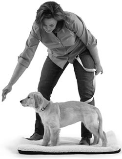 Иллюстрация к книге — Дрессировка без наказания. Пять недель, которые сделают вашу собаку лучшей в мире [i_062.jpg]