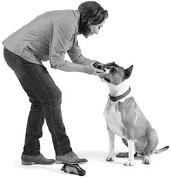 Иллюстрация к книге — Дрессировка без наказания. Пять недель, которые сделают вашу собаку лучшей в мире [i_065.jpg]