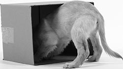 Иллюстрация к книге — Дрессировка без наказания. Пять недель, которые сделают вашу собаку лучшей в мире [i_075.jpg]