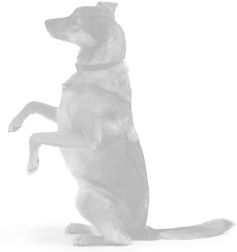 Иллюстрация к книге — Дрессировка без наказания. Пять недель, которые сделают вашу собаку лучшей в мире [i_078.jpg]