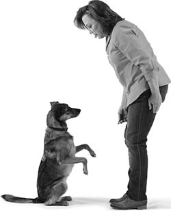 Иллюстрация к книге — Дрессировка без наказания. Пять недель, которые сделают вашу собаку лучшей в мире [i_079.jpg]