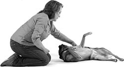 Иллюстрация к книге — Дрессировка без наказания. Пять недель, которые сделают вашу собаку лучшей в мире [i_091.jpg]