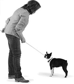 Иллюстрация к книге — Дрессировка без наказания. Пять недель, которые сделают вашу собаку лучшей в мире [i_096.jpg]