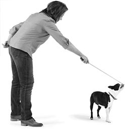 Иллюстрация к книге — Дрессировка без наказания. Пять недель, которые сделают вашу собаку лучшей в мире [i_098.jpg]