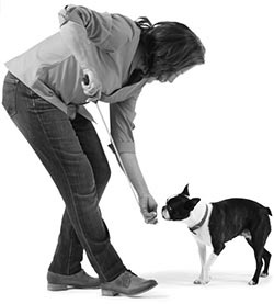 Иллюстрация к книге — Дрессировка без наказания. Пять недель, которые сделают вашу собаку лучшей в мире [i_100.jpg]