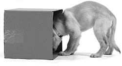 Иллюстрация к книге — Дрессировка без наказания. Пять недель, которые сделают вашу собаку лучшей в мире [i_102.jpg]