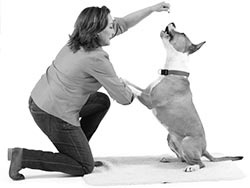 Иллюстрация к книге — Дрессировка без наказания. Пять недель, которые сделают вашу собаку лучшей в мире [i_105.jpg]