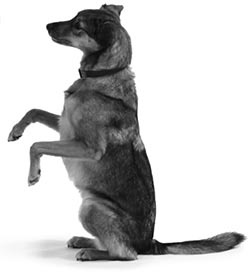 Иллюстрация к книге — Дрессировка без наказания. Пять недель, которые сделают вашу собаку лучшей в мире [i_106.jpg]