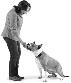 Иллюстрация к книге — Дрессировка без наказания. Пять недель, которые сделают вашу собаку лучшей в мире [i_111.jpg]