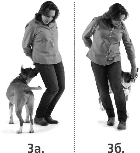 Иллюстрация к книге — Дрессировка без наказания. Пять недель, которые сделают вашу собаку лучшей в мире [i_113.jpg]