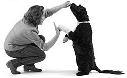 Иллюстрация к книге — Дрессировка без наказания. Пять недель, которые сделают вашу собаку лучшей в мире [i_118.jpg]