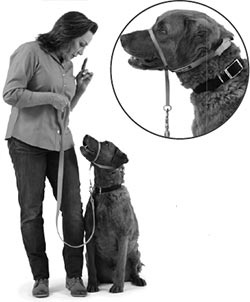 Иллюстрация к книге — Дрессировка без наказания. Пять недель, которые сделают вашу собаку лучшей в мире [i_123.jpg]