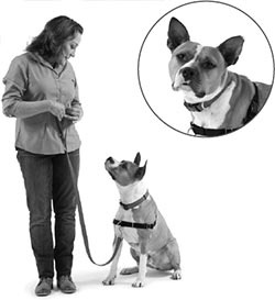 Иллюстрация к книге — Дрессировка без наказания. Пять недель, которые сделают вашу собаку лучшей в мире [i_124.jpg]