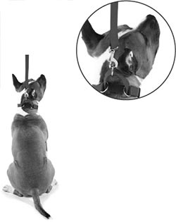 Иллюстрация к книге — Дрессировка без наказания. Пять недель, которые сделают вашу собаку лучшей в мире [i_125.jpg]