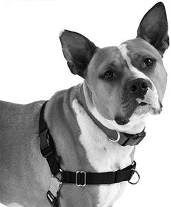 Иллюстрация к книге — Дрессировка без наказания. Пять недель, которые сделают вашу собаку лучшей в мире [i_132.jpg]