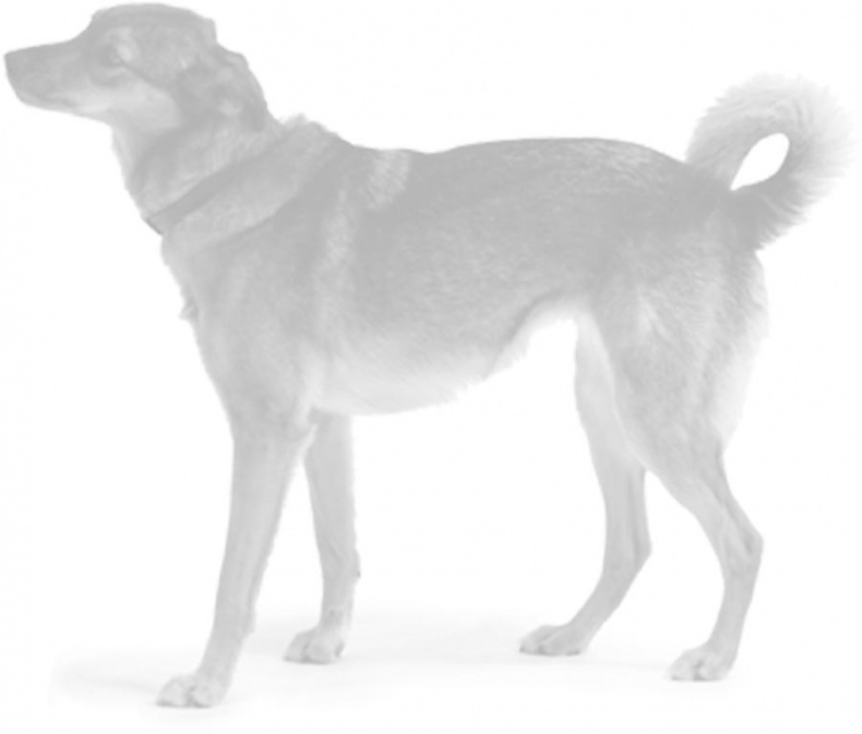 Иллюстрация к книге — Дрессировка без наказания. Пять недель, которые сделают вашу собаку лучшей в мире [i_133.jpg]