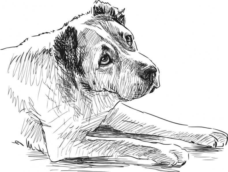 Иллюстрация к книге — Любовь к каждой собаке [i_001.jpg]