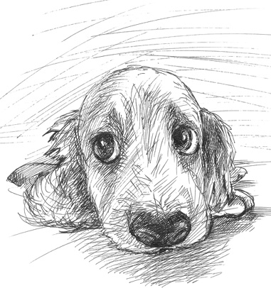 Иллюстрация к книге — Любовь к каждой собаке [i_004.jpg]