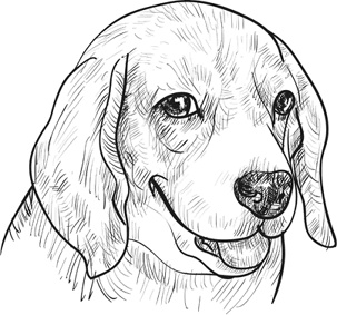 Иллюстрация к книге — Любовь к каждой собаке [i_012.jpg]