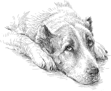 Иллюстрация к книге — Любовь к каждой собаке [i_013.jpg]