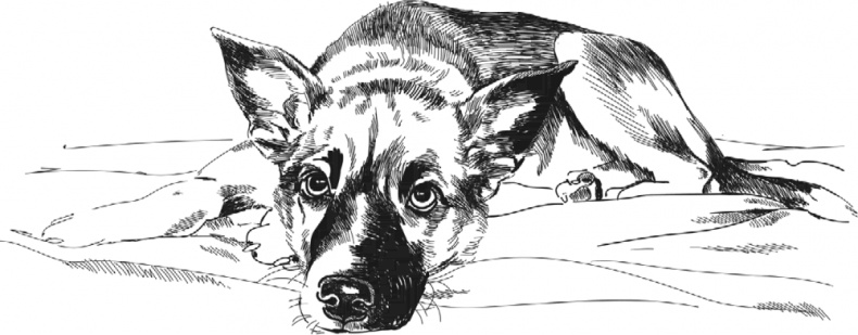 Иллюстрация к книге — Любовь к каждой собаке [i_020.jpg]